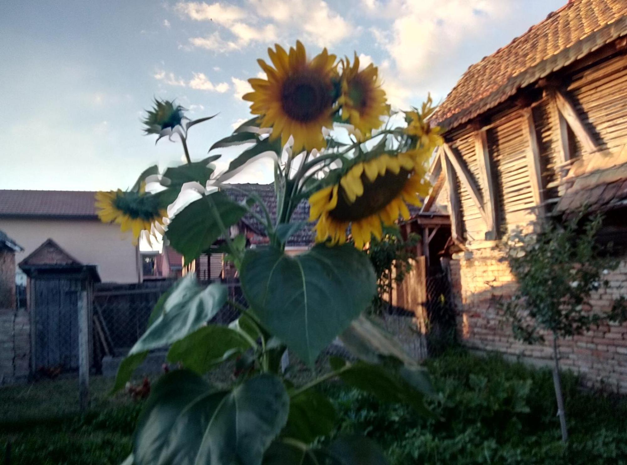 "Poetsko Cose" Nikole Tesle 86 Casa de hóspedes Morović Exterior foto